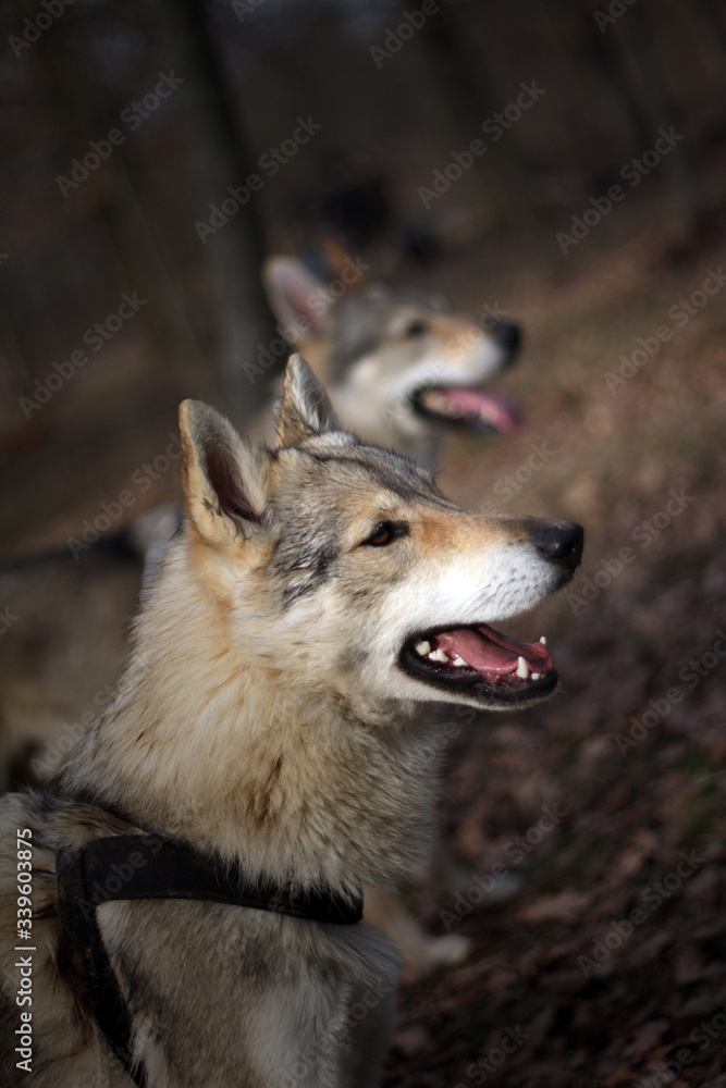 Czechoslovakian wolf in nature