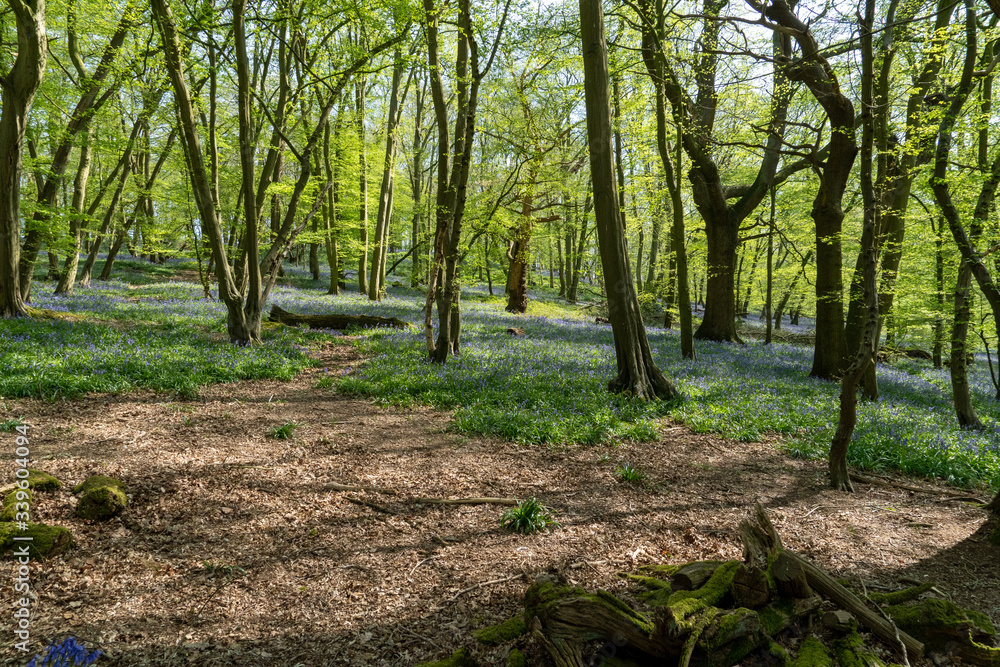First week of Bluebells in Bluebell wood springtime in Hertfordshire April 2020. Showing blue flower on green and forest floor background with sun shining between trees and branches First week of Bluebells in Bluebell wood springtime in Hertfordshire April 2020. Showing blue flower on green and forest floor background with sun shining between trees and branches