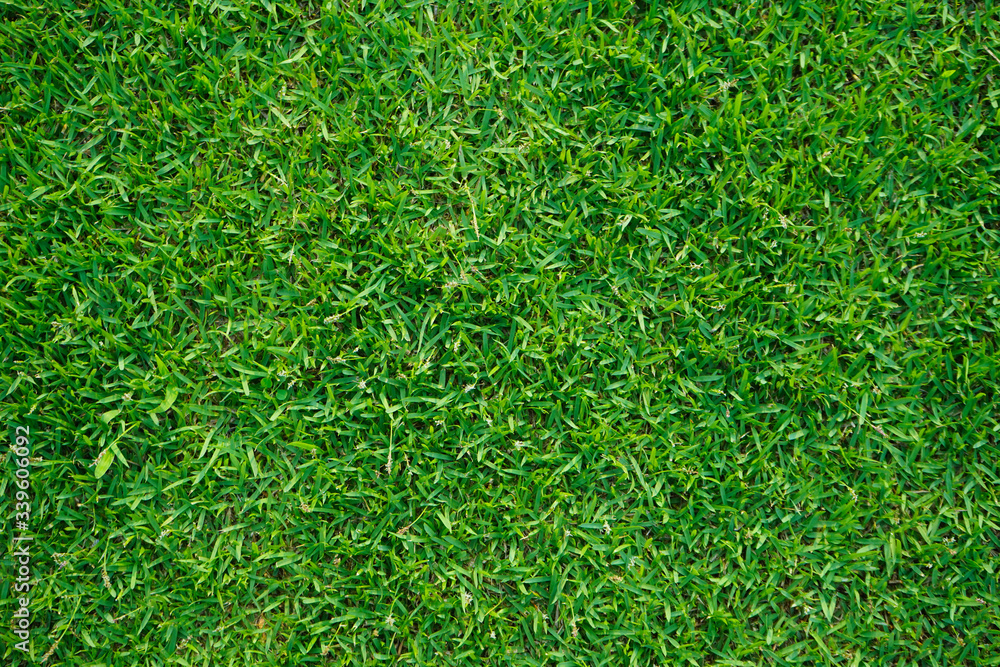 Top view of green grass in the dew on nature. Top view of green grass in the dew on nature.