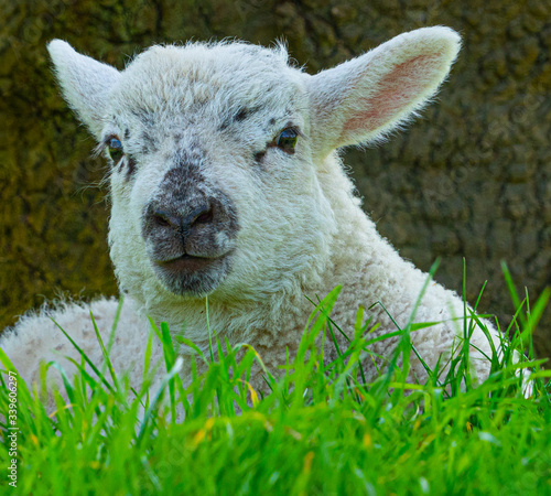 Close up Low Level view of three week old Lamb lying in green grass field showing detailed view of head eyes and nose