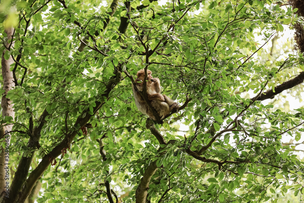 Fototapeta premium monkey on tree. beautiful monkey crawls on trees. selective focus