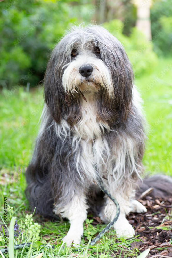 sitting gray white herding dog of the breed Bearded Collie