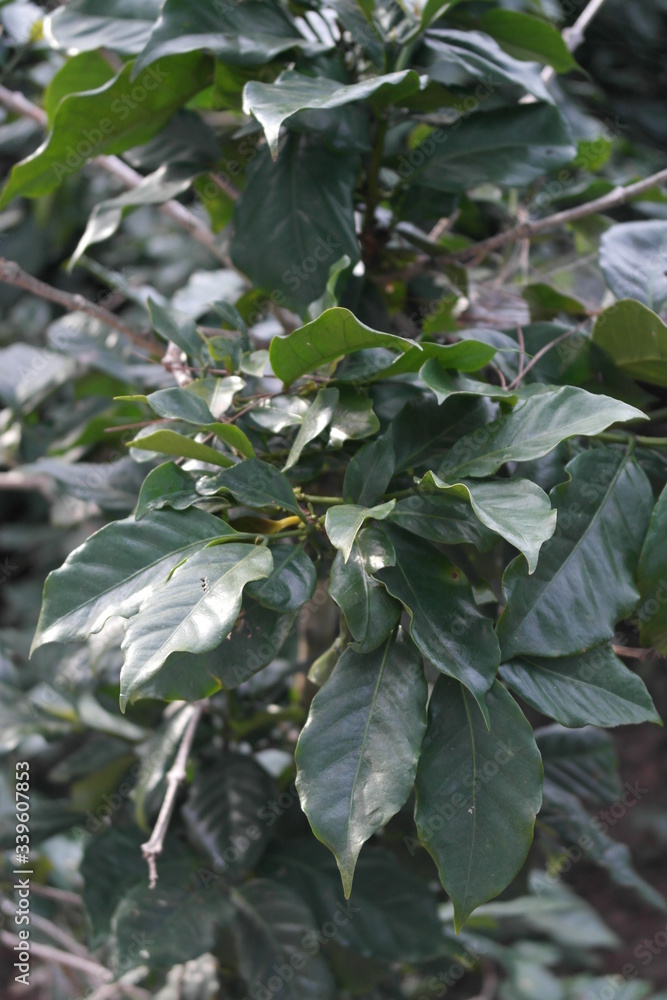 Green leaves of a coffee bush close and without fruit Green leaves of a coffee bush close and without fruit