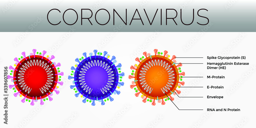 Coronavirus's are large pleomorphic spherical particles with bulbous surface projections. Cross sectional model of a coronavirus Coronavirus's are large pleomorphic spherical particles with bulbous surface projections. Cross sectional model of a coronavirus