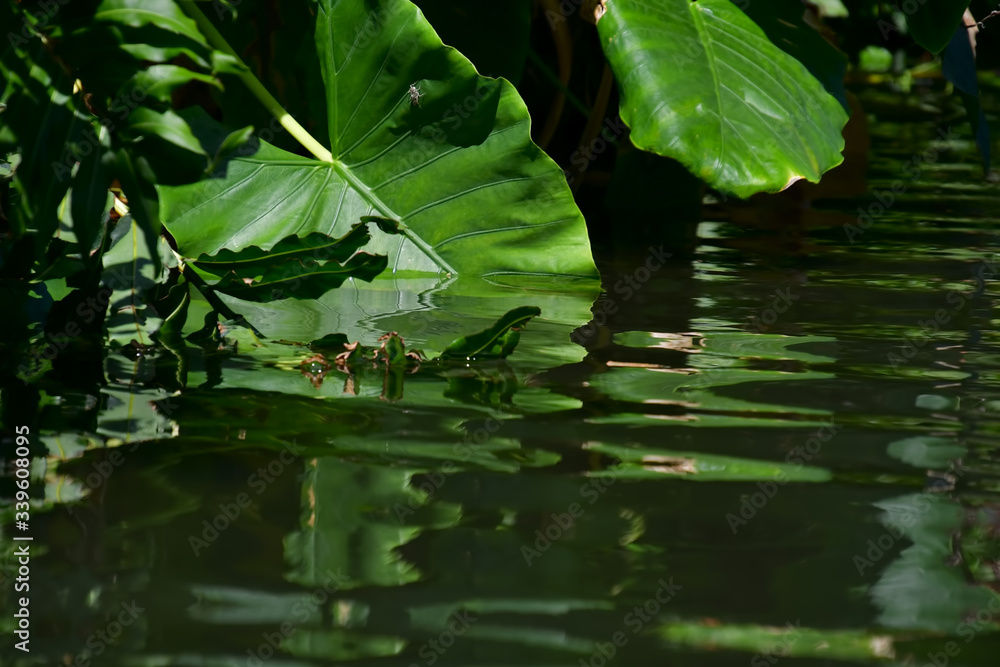 Large tropical bright green leaves immersed in dark water Large tropical bright green leaves immersed in dark water