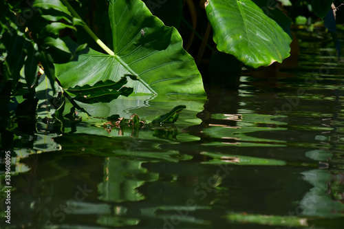 Large tropical bright green leaves immersed in dark water