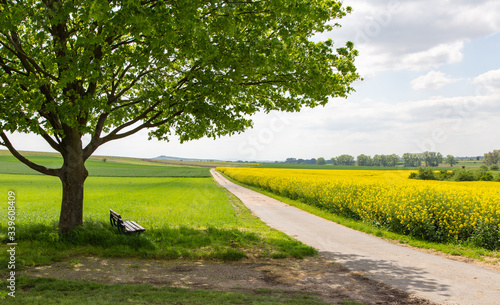 Cultivated landscape with tree in the foreground and view of a dirt road and a yellow flowering Rabsfeld photo