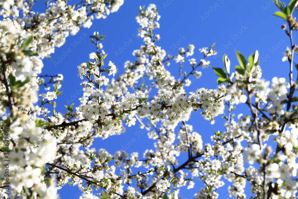 Cerisier en fleurs ou griottier en fleurs Cerisier en fleurs ou griottier en fleurs
