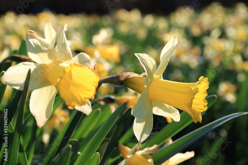 Jonquilles au printemps photo