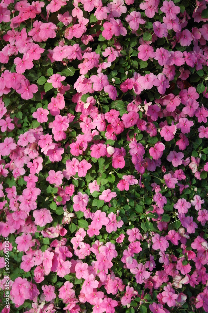 Fresh pink Impatiens walleriana, Lizzie in green leaf Fresh pink Impatiens walleriana, Lizzie in green leaf