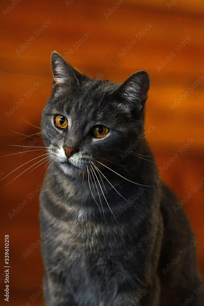 Grey tabby striped cat with yellow eyes indoors. Animal portrait.