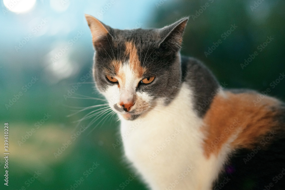 Three colored cat looking cranky against blurry green backround. Animal portrait.