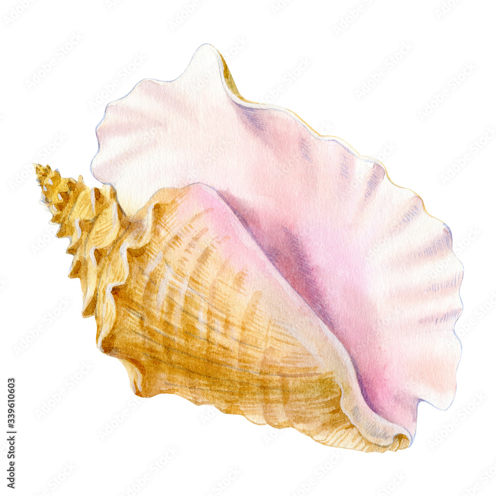 Watercolor of seashell isolated on white background. Stock illustration for your menu or design. Watercolor of seashell isolated on white background. Stock illustration for your menu or design.