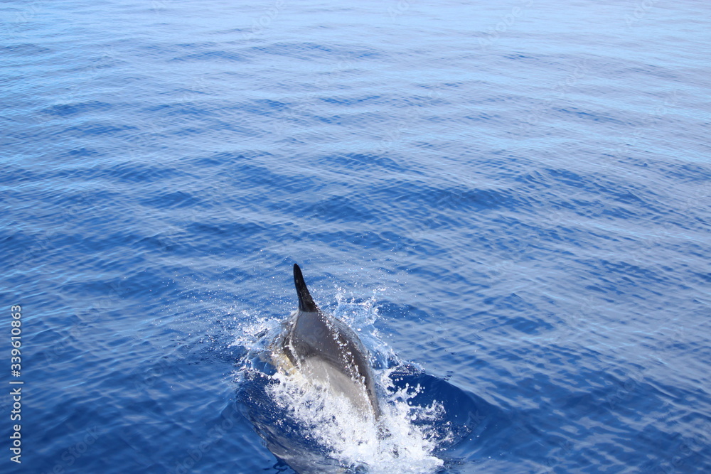 Naklejka premium Delphine auf Madeira