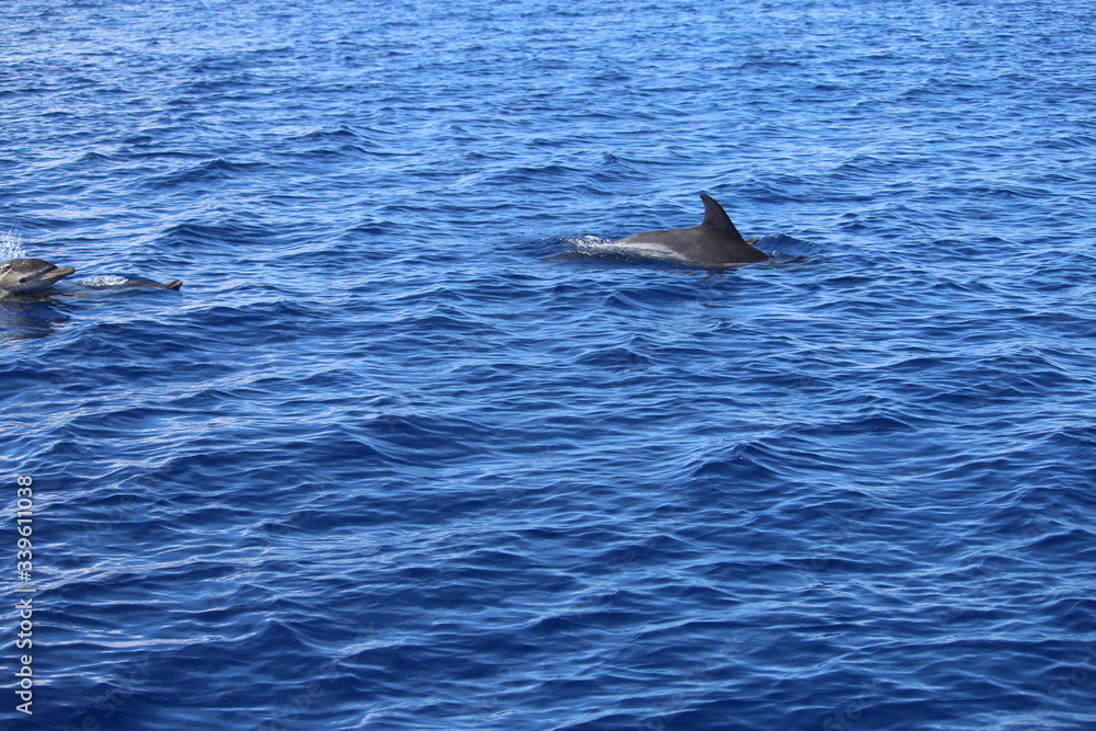 Obraz premium Delphine auf Madeira