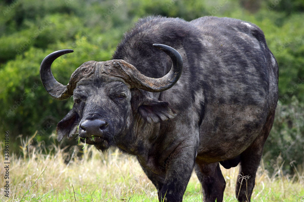 Naklejka premium African Buffalo