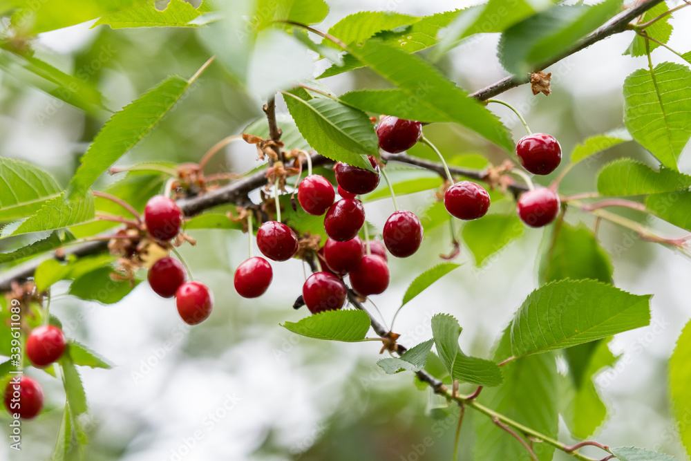 Close up of a ripe fresh red cherries and green leaves in a tree orchard in a garden in a sunny summer day, beautiful outdoor background photographed with soft focus
