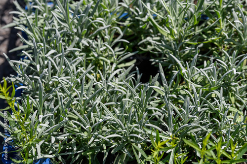 Many small green lavender leaves in a garden pot in a sunny summer day in Scotland  United Kingdom  with selective focus  beautiful outdoor floral background 