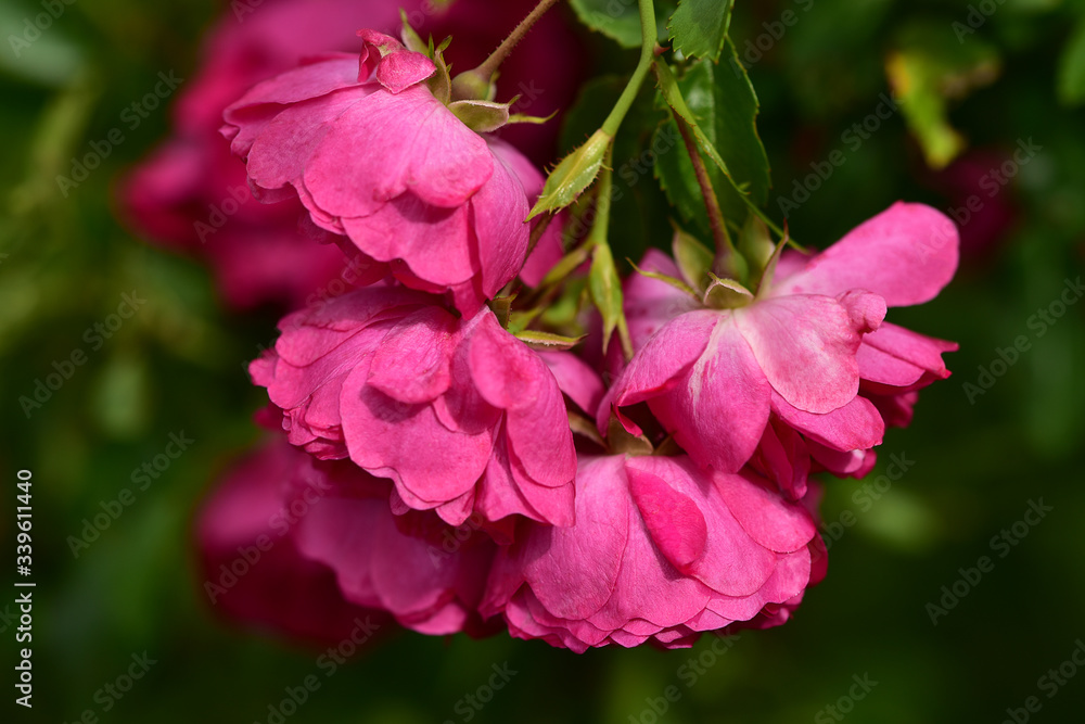 Obraz premium A bunch of deep pink flowers of a bush rose among garden greens