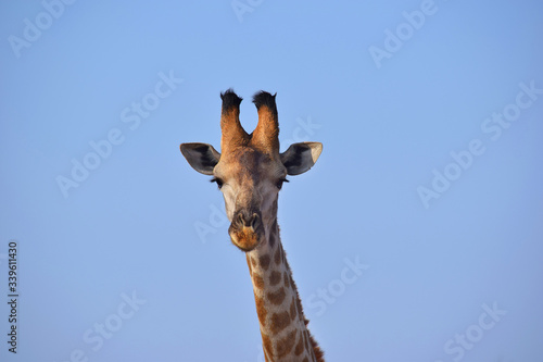 Giraffe © Golden Ginkgo