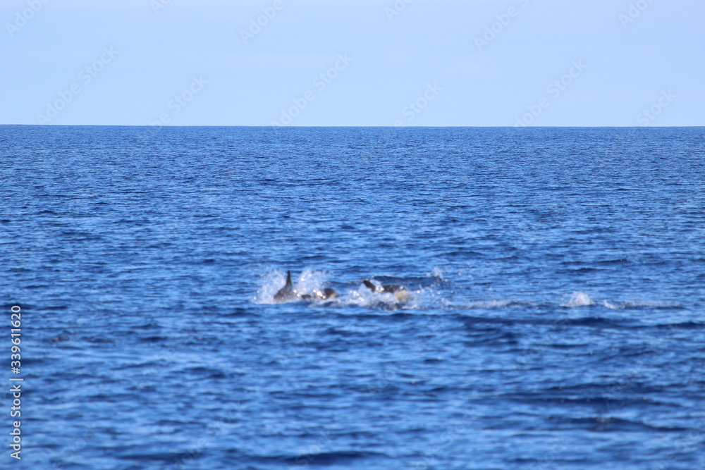 Fototapeta premium Delphine auf Madeira