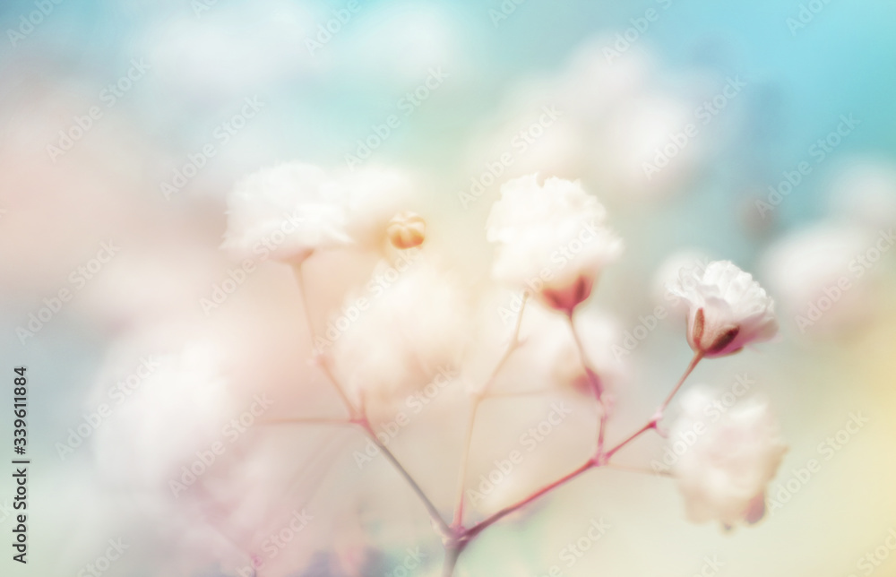 Soft focus white flower on blue. Blur nature horizontal background. Soft focus white flower on blue. Blur nature horizontal background.