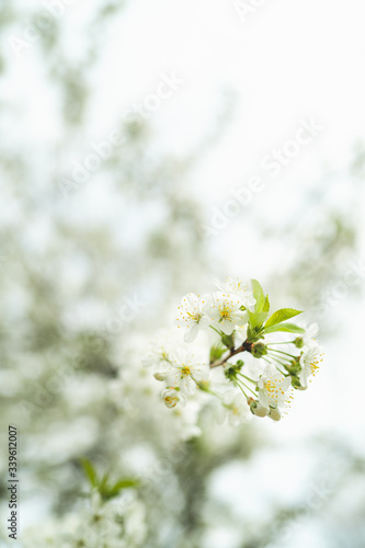 White cherry blossom in spring for background or copy space for text strong blur and shallow dept of field