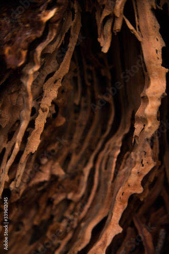 Fototapeta Naklejka Na Ścianę i Meble -  Carved out tree trunk
