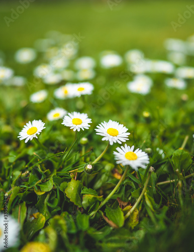 Cute little daisies isolated in vibrant green grass during spring with shallow dept of field creating beautiful bookah