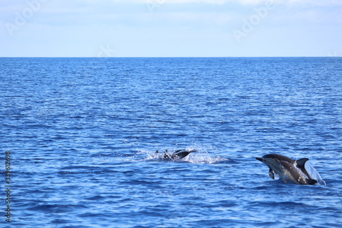 Delphine auf Madeira © Meermandy