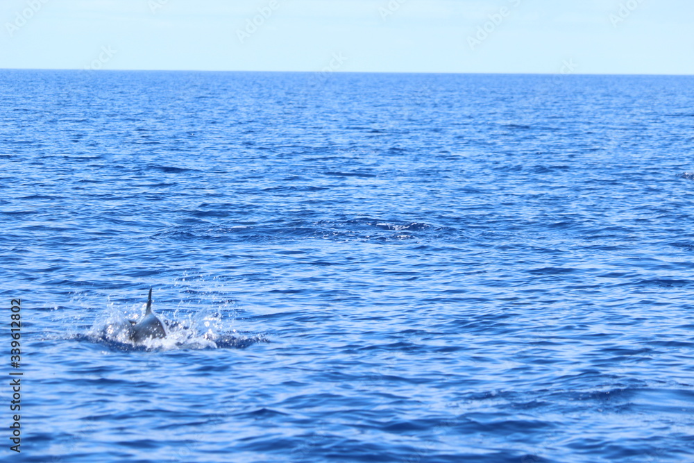 Fototapeta premium Delphine auf Madeira