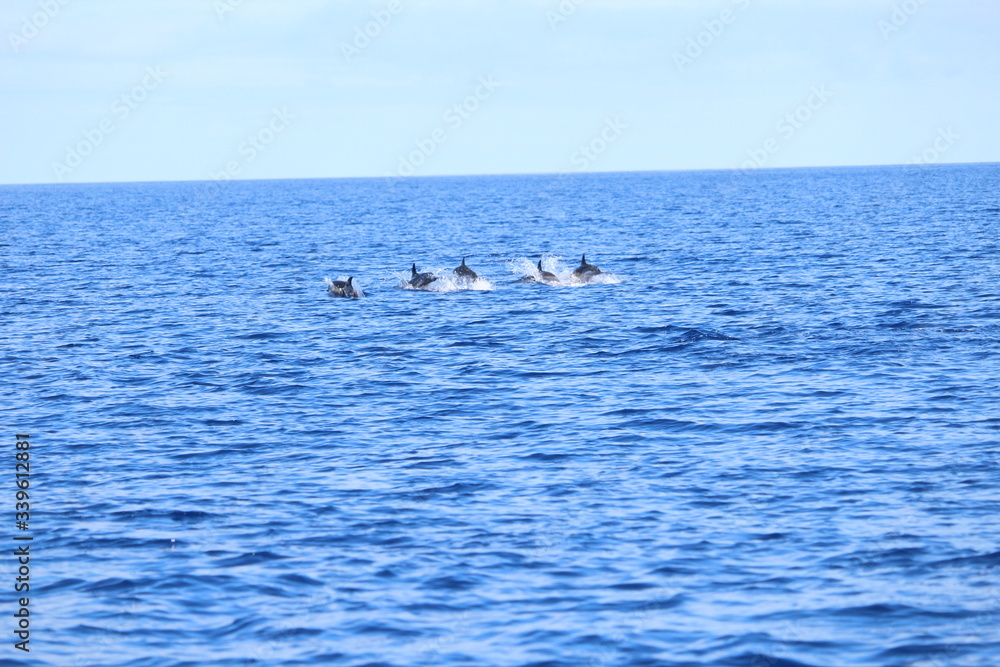 Obraz premium Delphine auf Madeira