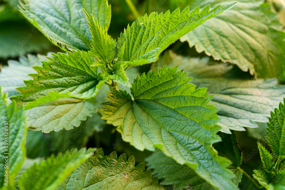 Green leaves of stinging nettle. Green leaves of stinging nettle.