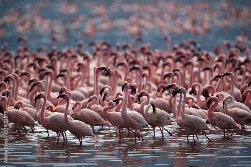 Lesser Flamingos at Lake Bogoria