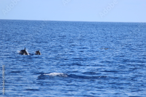 Delphine auf Madeira © Meermandy