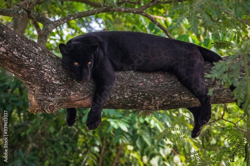 Fotografie, Tablou black panther on a tree branch
