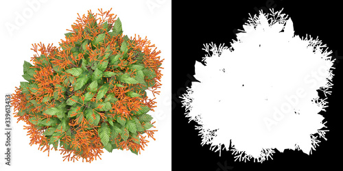 Top view of tree (Hamelia Patens) png with alpha channel to cutout 3D rendering