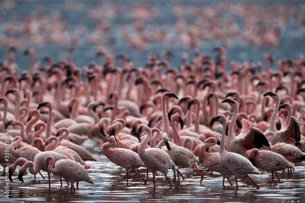 Naklejka premium Beautiful Lesser Flamingos