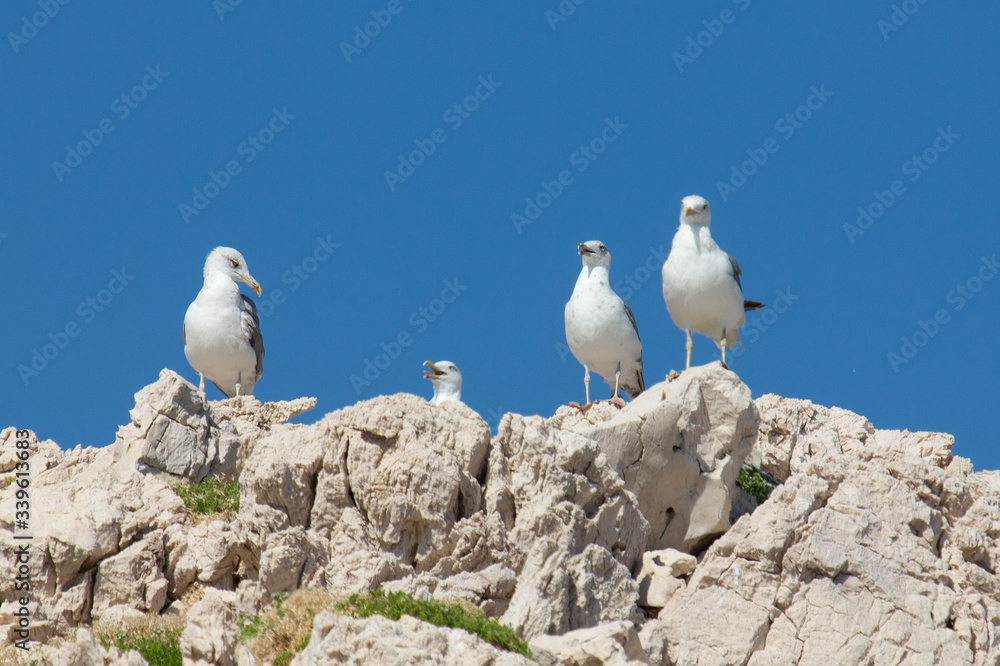 Seagulls standing on the rocks Seagulls standing on the rocks
