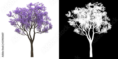 Left view of tree (Jacaranda Mimosifolia) png with alpha channel to cutout 3D rendering photo