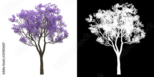 Left view of tree (Jacaranda Mimosifolia) png with alpha channel to cutout 3D rendering