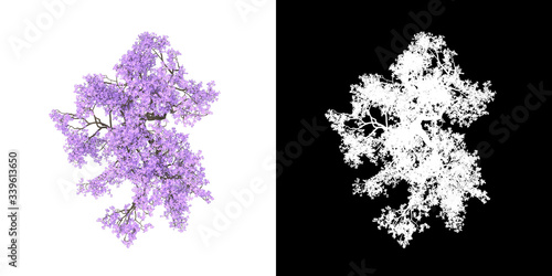 Top view of tree (Jacaranda Mimosifolia) png with alpha channel to cutout 3D rendering photo
