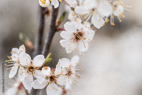 cherry tree blossom