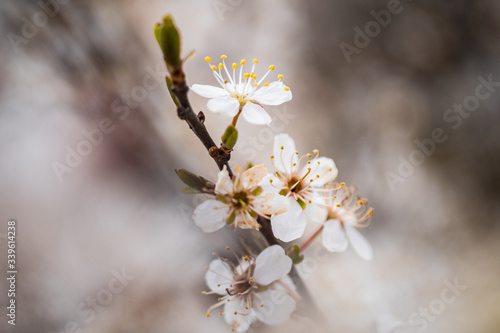 cherry tree blossom