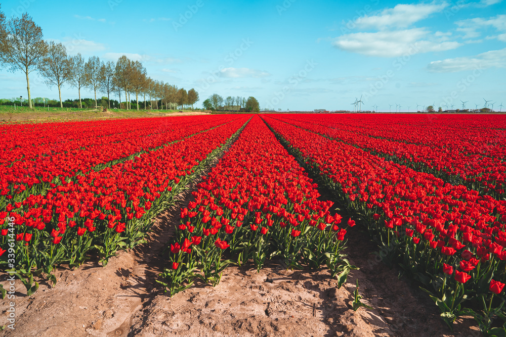 Monocultural tulip fields with bright vibrant colors, Dutch, Holland landschape Goeree-Overflakkee export industry