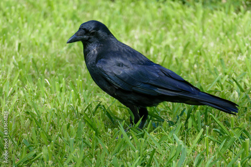 Schwarzer Rabe, Krähe stolziert im Gras photo