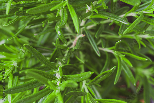 Fresh and Organic Rosemary Plant Close up for background. Fresh, Green and Tasty Plant for Cooking
