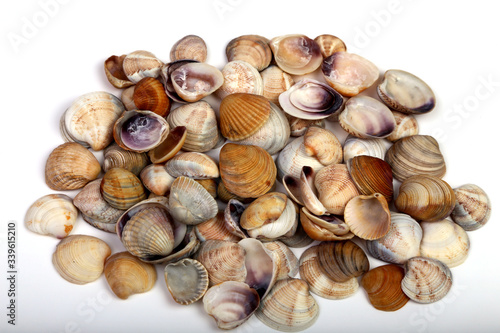 sea shells isolated on a white background. Top view.