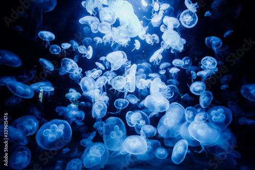 small blue jellyfish in the aquarium