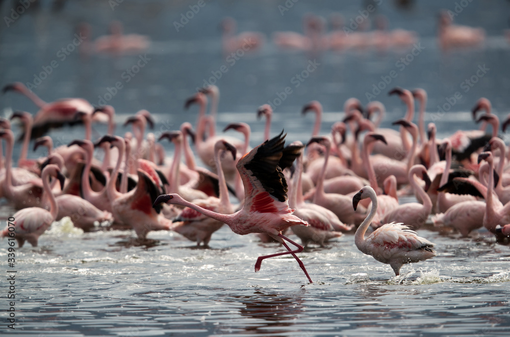 Naklejka premium Lesser Flamingo taking flight, Bogoria lake